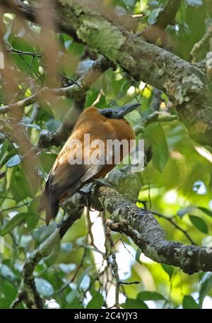 Capuchinbird (Perissocephalus tricolore) maschio adulto appollaiato sul ramo a lek visualizzazione Cano carbonio, Puerto Inirida, Guaviare, Columbia nov. Foto Stock