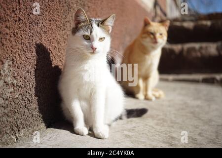 Gattino bianco e gatto zenzero sono seduti vicino alla casa in una giornata di sole. Foto Stock