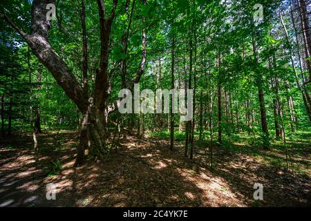 Cascate di Kaaterskill a Catskills Mountains, NY, Stati Uniti Foto Stock