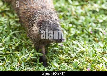 La mongoose egiziana (Herpestes ichneumon), conosciuta anche come ichneumon, sul lungomare della città di Netanya, Israele Foto Stock