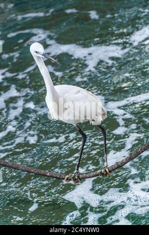 Un piccolo airone bianco di Eret seduto sulla corda sullo sfondo di onde di mare e schiuma di mare. Porto vecchio di Jaffa, Israele Foto Stock