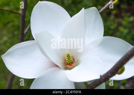 Magnolia grandiflora Brozoni bianco rosa fiore albero grande magnifico fiore primo piano in giardino botanico a Kharkov, Ucraina. Meraviglia della natura. Foto Stock