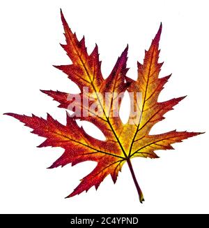 Bella foglia colorata giallo rosso autunno foglia di Acer saccarinum, comunemente noto come acero argento isolato su sfondo bianco Foto Stock
