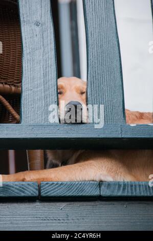 Golden Retriever cane dormendo con il naso che sbircia attraverso una ringhiera ponte. Foto Stock