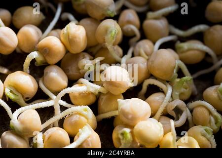 Primo piano di micrograni di piselli. Vista ravvicinata dei piselli germogliati in crescita. Germinazione di semi a casa. Concetto di alimentazione vegana e sana. Semi di piselli germogliati Foto Stock