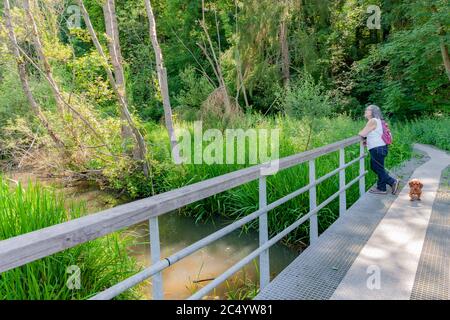 Ponte di metallo su un ruscello con una donna messicana matura con il suo cane che ammira il paesaggio nel mezzo della foresta con alberi e vegetazione Foto Stock