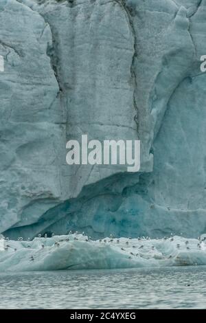 Gattie con zampe nere (Rissa tridactyla) seduti su ghiaccio davanti al Samarinbreen, un ghiacciaio a Hornsund a Svalbard, Norvegia. Foto Stock