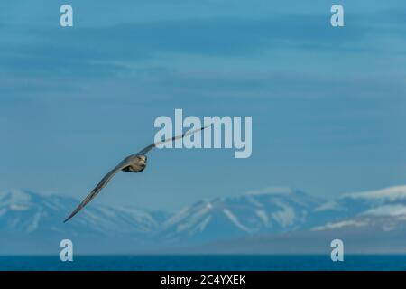 Un fulmar settentrionale (Fulmarus glacialis), o fulmar artico che sorvola l'acqua di un fiordo vicino a Longyearbyen, Svalbard, Norvegia. Foto Stock