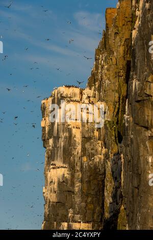 Migliaia di murres spesso-fatturati o guillemot del Brunnich (Uria lomvia) stanno nidendo nella scogliera dell'uccello di Alkefjellet a Lomfjordhalvoya in NY-Friesland Foto Stock