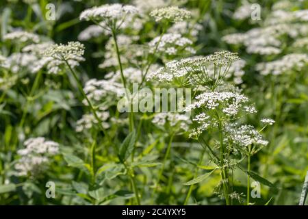 Fiore selvatico di Angelica. Sfondo di fiori bianchi. Texture di fiori bianchi estivi, bella cartolina estiva, natura nel villaggio. fiori selvatici clos Foto Stock