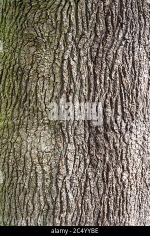 Tronco / Barca di cedro / cedro del Libano (Cedrus libani) albero Foto Stock