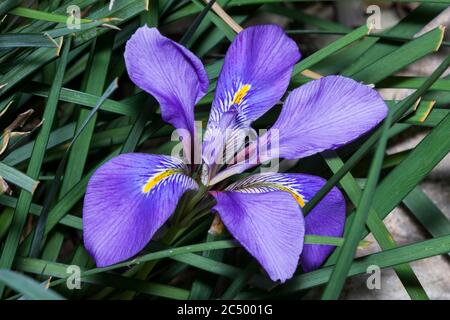 Iris unguicularis 'Broadleigh' i fiori appaiono in inverno o all'inizio della primavera ed è comunemente noto come iris algerino Foto Stock