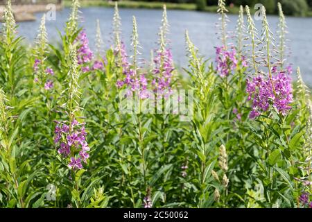 Rosebay willoweb / Fireweed, Regno Unito Foto Stock
