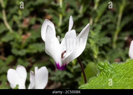 Ciclamino persicum una pianta di fioritura invernale di primavera comunemente conosciuta come ciclamino persiano Foto Stock