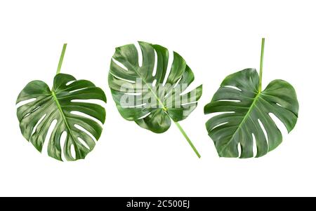 Foglie di Monstera isolate su sfondo bianco. Fiore bordo tropicale pianta Foto Stock