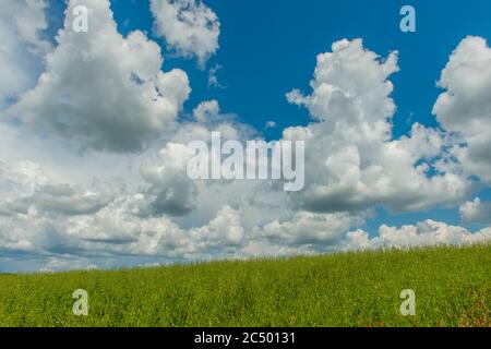 Le nubi di Cumulus si erigendo su un campo vicino a San Quirico in Val d'Orcia vicino a Pienza in Toscana. Foto Stock