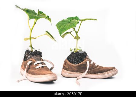 Fiore verde piantato in stivali. La pianta cresce dalle sneakers Foto Stock