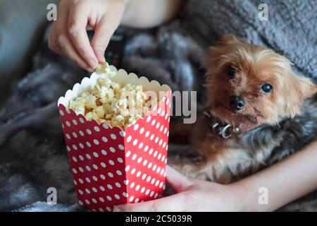 Donna che mangia popcorn avvolti su coperta calda con yorkshire terrier cane Foto Stock