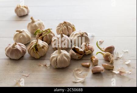 Teste di aglio e spicchi su un tavolo. Foto Stock