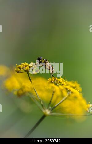 Una bella pianta di finocchio fiorente che attrae insetti e api. Foto Stock