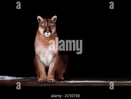 Ritratto di bella Puma, Puma nel buio. Il cougar americano. Foto Stock