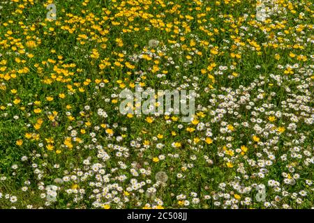 Latticini e margherite gialle (Bellis perennis) in un prato di montagna vicino a Pettino, un piccolo villaggio sulle montagne vicino a Campello sul Clitunno Foto Stock