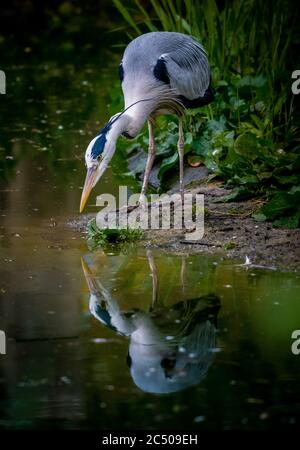 Un Blue Heron a caccia di cibo nel laghetto dello zoo di Londra. Foto Stock