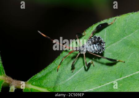 Foglia-footed Bug, Acanthocephala sp., ninfa Foto Stock