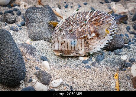 Pesce Porcupine lavarsi e gonfiato sulla spiaggia con mosche verdi Foto Stock