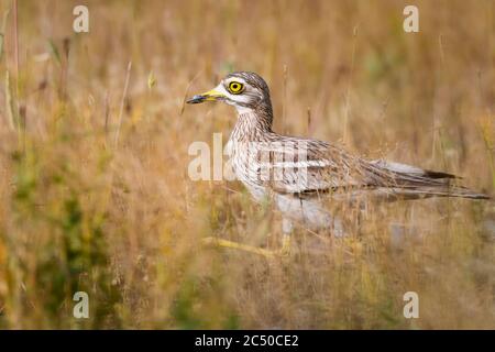 Natura e uccello. Sfondo giallo verde natura habitat. Uccello: Eurasian pietra arriccia. Burhinus oedicnemus. Foto Stock