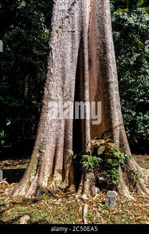 Albero del patrimonio - Pulai comune (Alstonia angustiloba) su Pulau Ubin, Singapore Foto Stock
