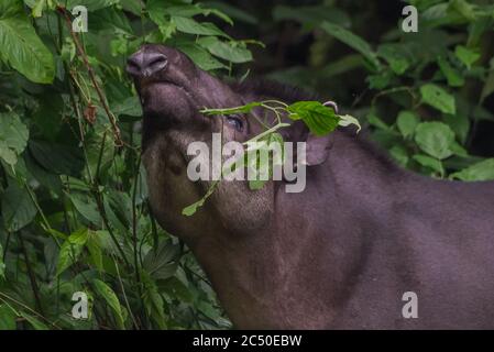 Un tapiro di pianura (Tapirus terrestris) che si nutra di piante nella giungla amazzonica in Ecuador. Foto Stock