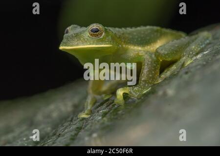 La vetrata accidentata (Centrolene heloderma) è una rara specie di glassana che si trova solo in Ecuador e che è considerata in pericolo. Foto Stock