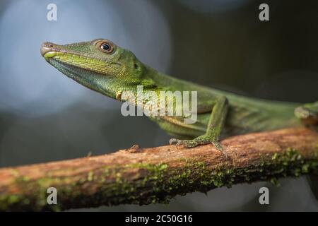 Un primo piano di un anolo verde amazzone (anolis punctatus) una grande specie del Sud America. Foto Stock