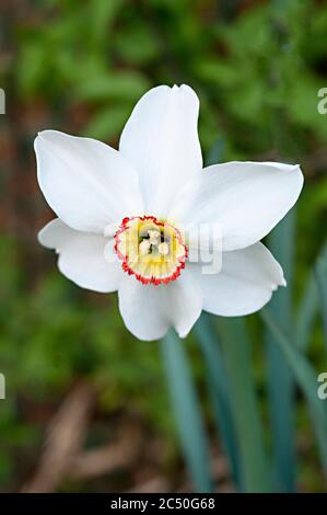 Primo piano di Narcissus Pheasants Eye in primavera. Poeticus recurivus è un narcisi bianco con una corona gialla e rossa. Una divisione di Poeticus daffodil 9. Foto Stock