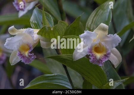 Sobralia ecuadorana, una specie endemica ecuadoriana di orchidee cresce nelle fresche foreste nuvolose delle Ande occidentali. Foto Stock