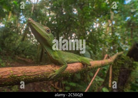 L'anola verde amazzonica (Anolis punctatus) dalla foresta amazzonica dell'Ecuador. Foto Stock