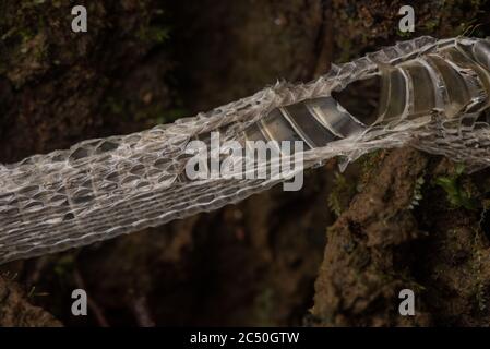 Una pelle di serpente capannone sul pavimento della foresta nella foresta pluviale amazzonica ecuadoriana. Foto Stock