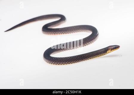 Il serpente di terra di Orces (Atractus orcesi), un piccolo serpente secretivo trovato in alcuni siti ai piedi delle Amazzoni dell'Ecuador. Foto Stock