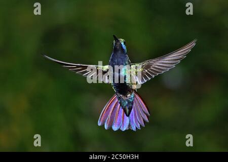 Mango a gola nera (Anthracotorax nigricollis), maschio in volo, Suedamerika Foto Stock