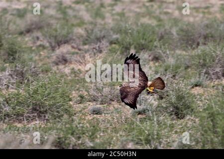 Steppa buzzard (Buteo buteo vulpinus), in volo sul paesaggio steppa, Italia Foto Stock