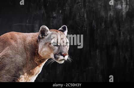 Ritratto di bella Puma, Puma nel buio. Il cougar americano Foto Stock