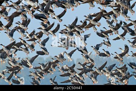 L'oca di fagiolo di tundra (Anser serristris), volando su Flock, Paesi Bassi Foto Stock