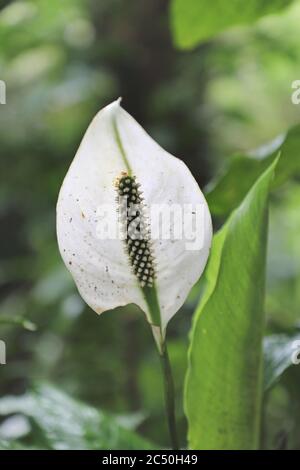 spath, gigli di pace (Spathiphyllllum montanum), fioritura, Costa Rica Foto Stock