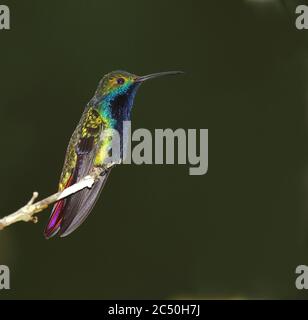 Mango a gola nera (Anthracotorax nigricollis), perches maschili su un ramo, Suedamerika Foto Stock