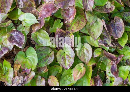 Barrenwort alpino (Epimedium alpinum), foglie Foto Stock