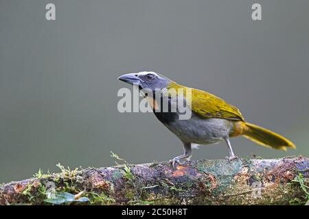 saltator (Saltator maximus), che si trova in una filiale, Costa Rica, Boca Tapada Foto Stock
