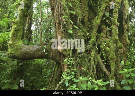 Albero mussoso nella riserva naturale di Monteverde, Costa Rica, Puntarenas, Monteverde Foto Stock