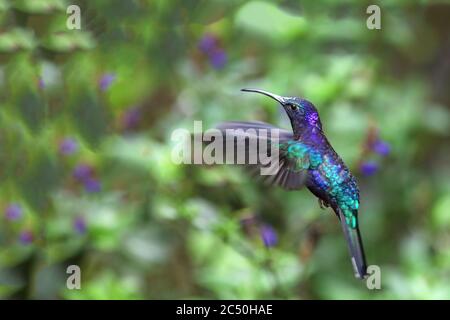 Sciabola violetta (Campylopterus hemileuurus), maschio in volo, Costa Rica, Monteverde Foto Stock