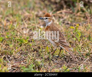 La larice di William rosso-capped (Calandrella cinerea williamsi, Calandrella williamsi), maschio adulto siede in erba corta, Tanzania, Cratere di Ngorongoro Foto Stock